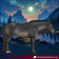 Horse Color:Black and Black