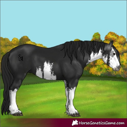 Horse Color:Gray White Spotted Brown 