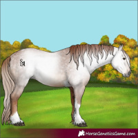 Horse Color:Gray Chestnut Tobiano