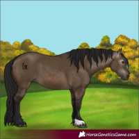 Horse Color:Gray Brown Dun 