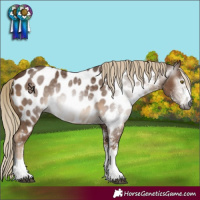 Horse Color:Gray White Spotted Chocolate Palomino Near Leopard Rabicano
