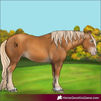 Horse Color:Gray Gold Cream Champagne