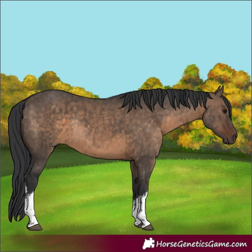 Horse Color:White Spotted Brown Dun Rabicano Brindle