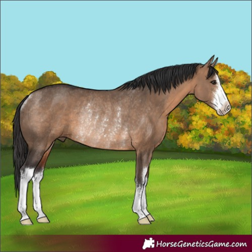 Horse Color:White Spotted Brown Dun Rabicano 