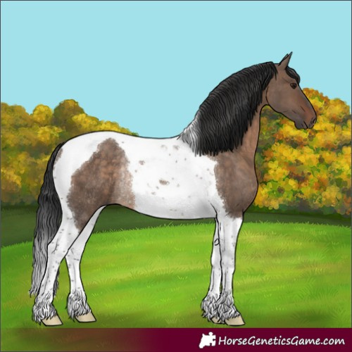 Horse Color:Brown Dun Tobiano Rabicano 