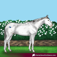 Horse Color:White Spotted Brown Dun Sabino Rabicano