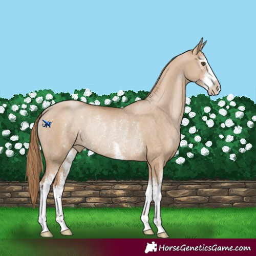 Horse Color:White Spotted Grullo Pearl Rabicano 