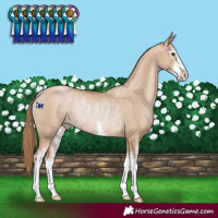 Horse Color:White Spotted Grullo Pearl Rabicano 
