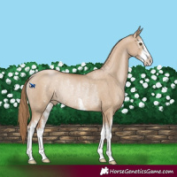 Horse Color:White Spotted Grullo Pearl Rabicano