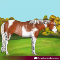 Horse Color:Silver Bay Sabino Tobiano Rabicano 