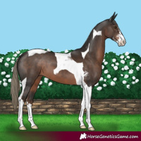 Horse Color:Liver Chestnut Sabino Tobiano