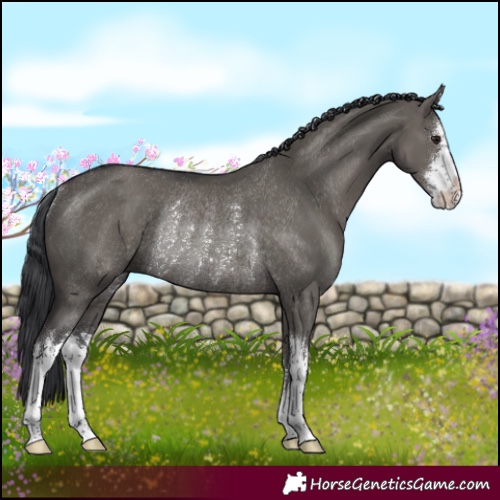 Horse Color:White Spotted Grullo Rabicano
