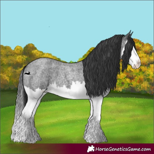 Horse Color:Blue Roan Splash 