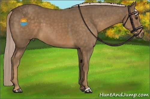 Horse Color:Chocolate Palomino 