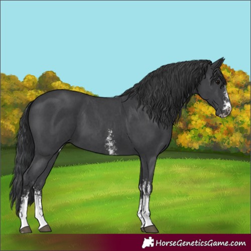 Horse Color:Black Sabino