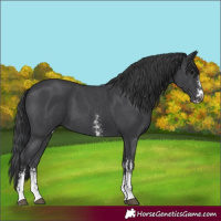 Horse Color:Black Sabino 