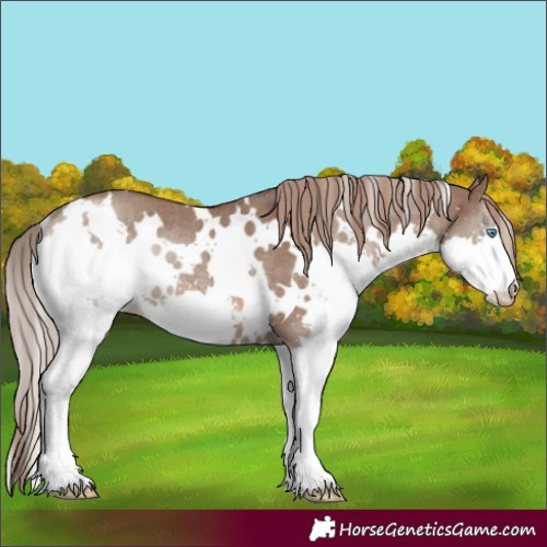 Horse Color:White Spotted Liver Red Dun Splash Rabicano Brindle 