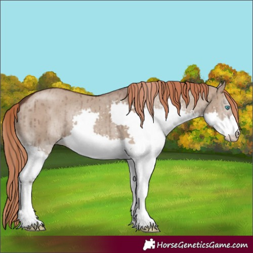 Horse Color:Liver Red Dun Splash Brindle 
