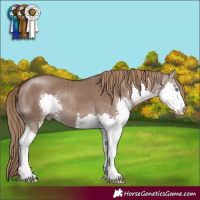 Horse Color:Liver Red Dun Splash Brindle