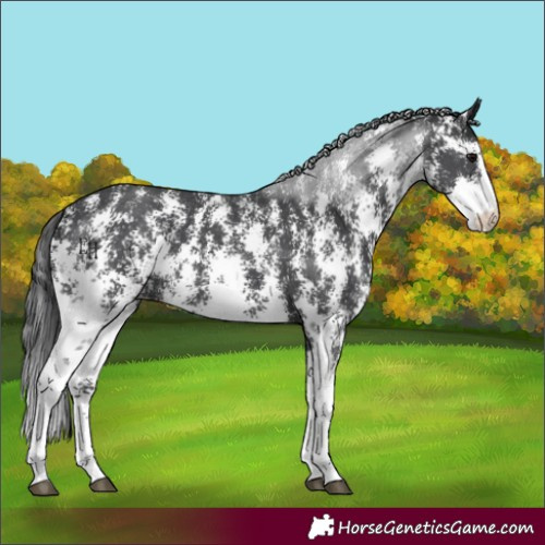 Horse Color:Black Sabino 