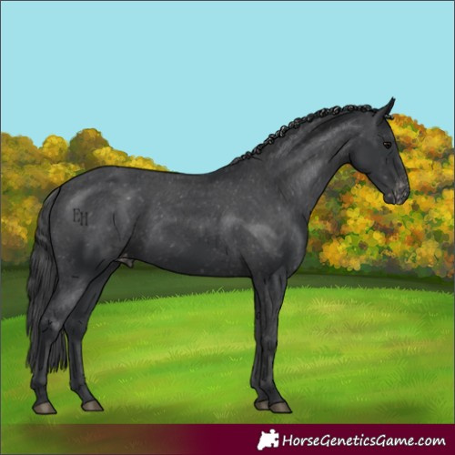 Horse Color:Black Appaloosa