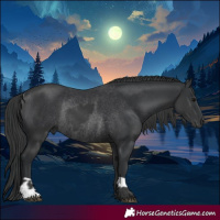 Horse Color:Black Rabicano  and Black Rabicano 