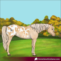 Horse Color:Palomino Dun Appaloosa 