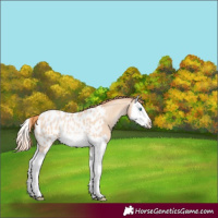 Horse Color:Amber Champagne Pearl Splash Appaloosa 