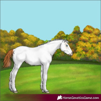 Horse Color:Gray White Spotted Amber Cream Champagne Pearl Tobiano Appaloosa 