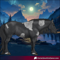 Horse Color:Blue Roan Rabicano  and Black Rabicano 