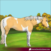 Horse Color:Palomino Tobiano 