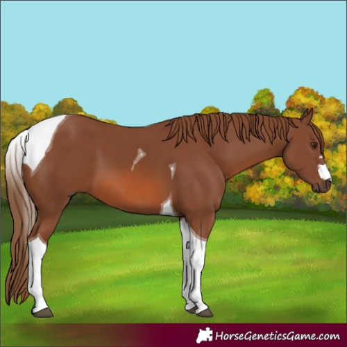 Horse Color:Chestnut Tobiano 