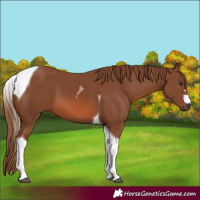 Horse Color:Chestnut Tobiano