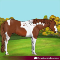 Horse Color:Chestnut Tobiano