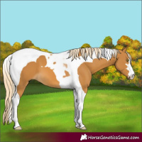 Horse Color:Palomino Tobiano 