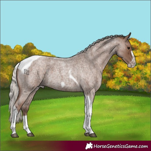 Horse Color:Silver Blue Roan Tobiano Frame 