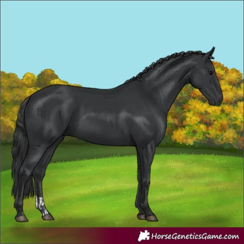 Horse Color:Black  and Black 