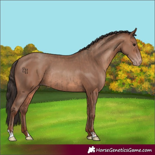 Horse Color:Classic Champagne Rabicano  and Sable Champagne Rabicano 
