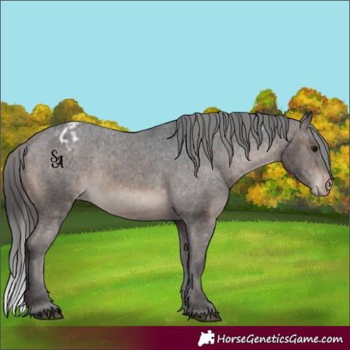 Horse Color:Brown Mushroom Appaloosa 