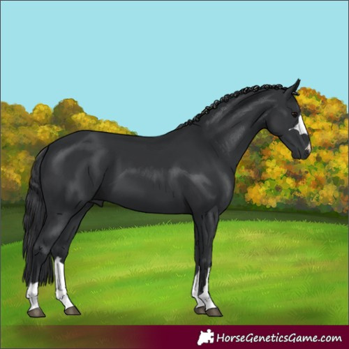 Horse Color:Unknown 