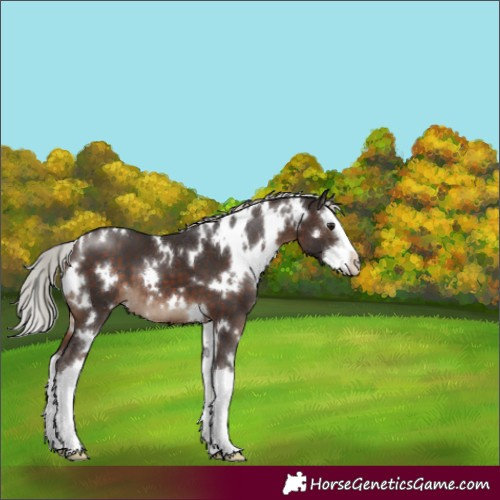 Horse Color:White Spotted Silver Brown Splash 
