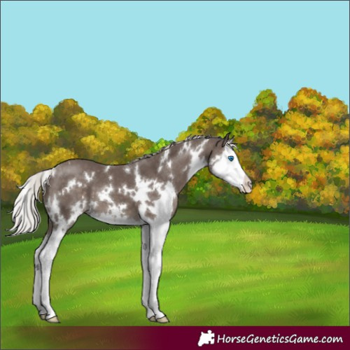 Horse Color:White Spotted Silver Black Sabino Splash 