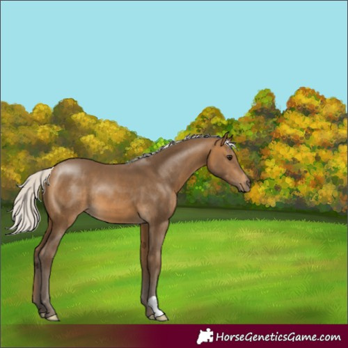 Horse Color:Silver Buckskin 