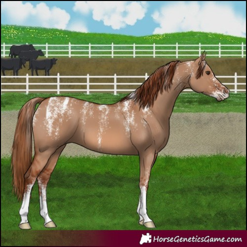 Horse Color:Powder White Red Dun 