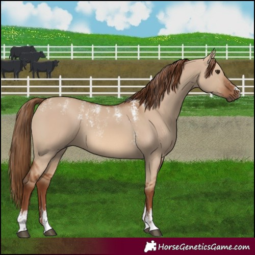 Horse Color:Powder White Red Dun 