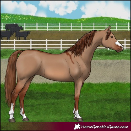 Horse Color:Red Dun 