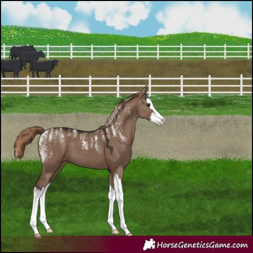 Horse Color:Powder White Liver Red Dun Splash 
