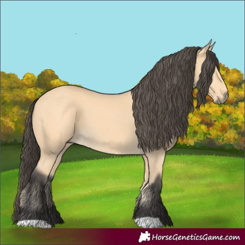 Horse Color:Buckskin 