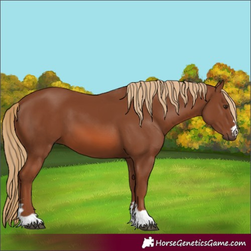 Horse Color:Chestnut 
