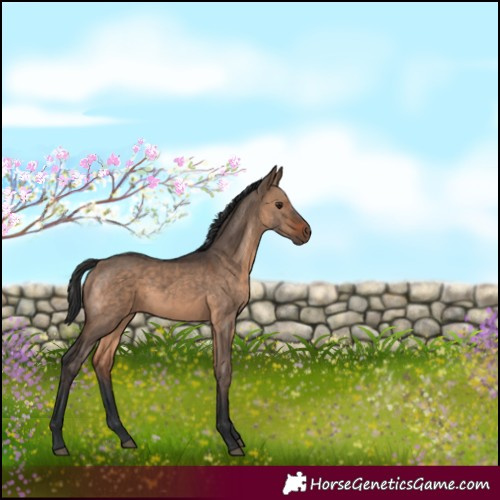 Horse Color:Brown Dun 